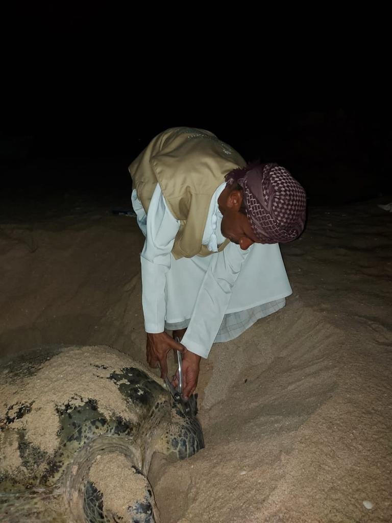 Turtles by Night Package 2 Days