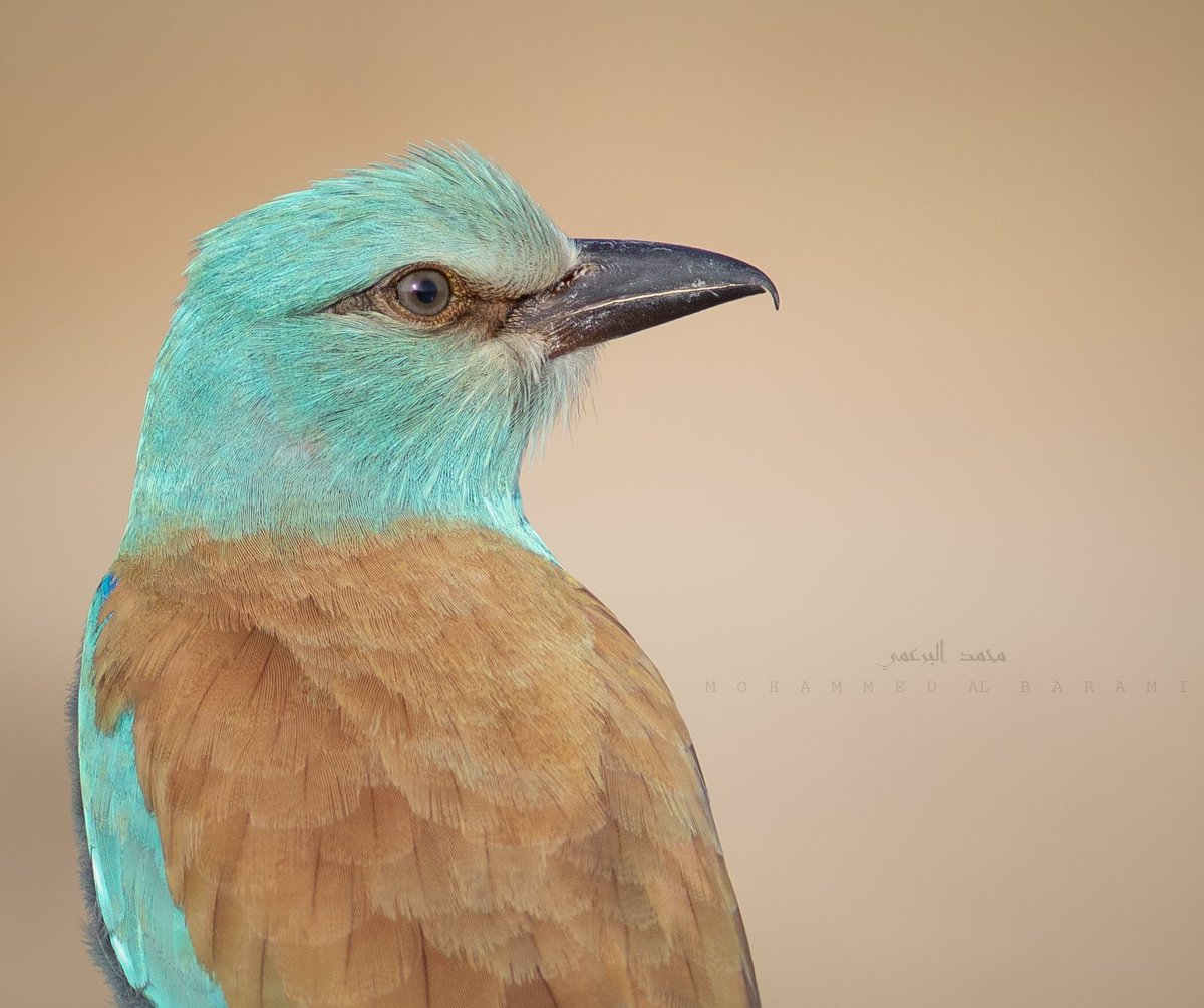 Muscat Bird Watching One Day